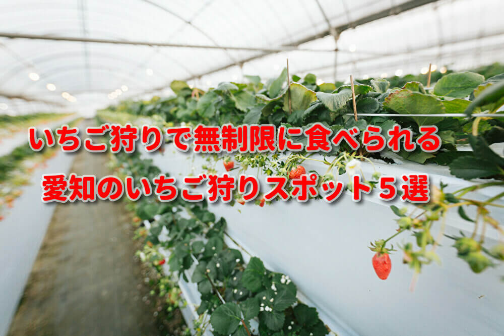 いちご狩りで時間無制限 愛知のいちご狩りスポット５選 なるほどバンク 旅地域