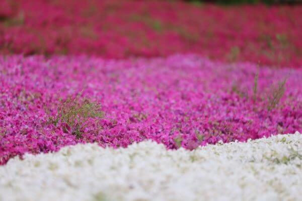 芝桜の名所関東５選 見ごろはいつごろ なるほどバンク 旅地域