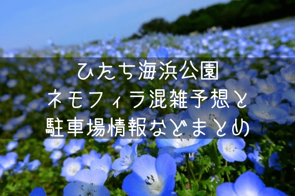 ひたち海浜公園のネモフィラを見たい！2020年混雑予想と駐車場情報などまとめ