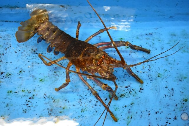 静岡の伊勢海老釣りのおすすめポイント