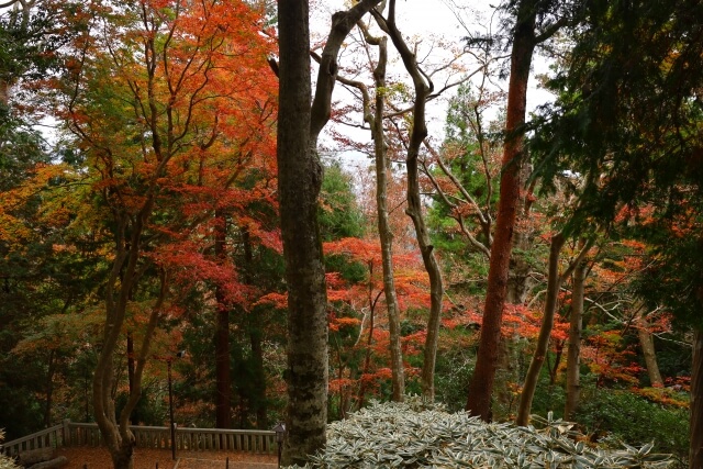 高尾山登山でカロリー消費はどのくらい？