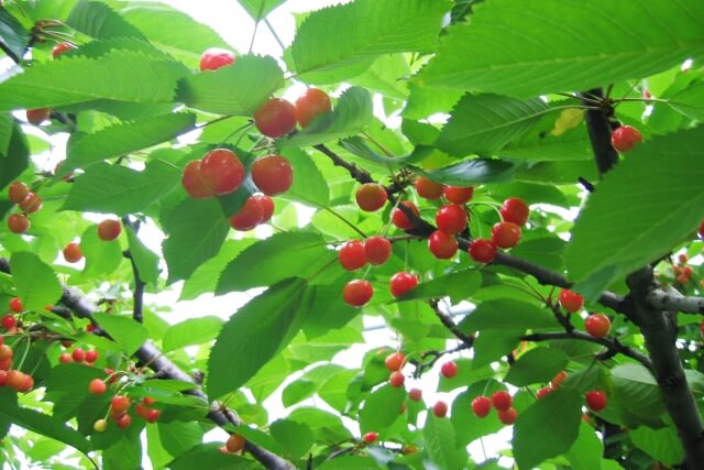 さくらんぼ狩りでお腹をこわして下痢になる人がいます！原因と対策を紹介します
